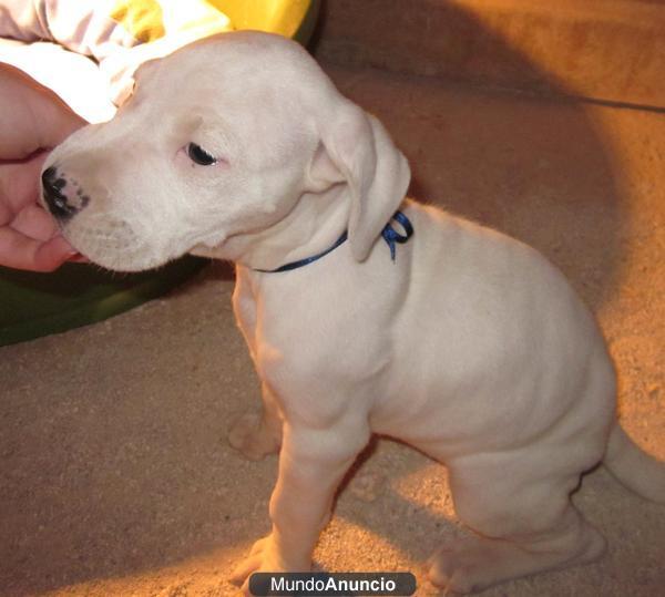 Cachorro Dogo Argentino a la VENTA