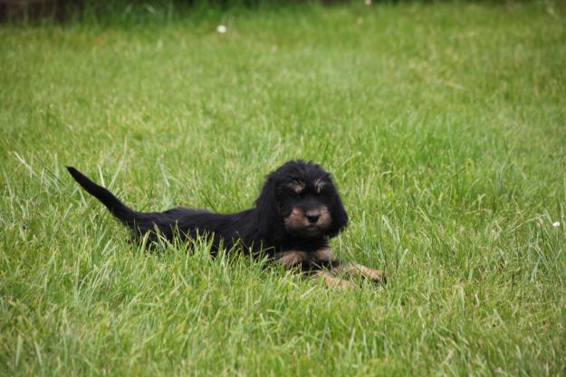 Cachorros Griffon Nivernais