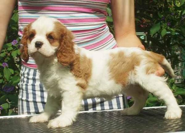 Cavalier King Charles Spaniel cachorro de raza mixta