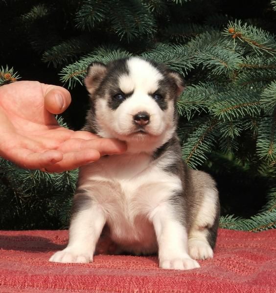 macho y hembra cachorros Siberian Husky.