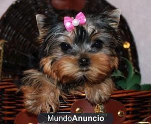 regalo cachorrito macho yorkshire terrier toy