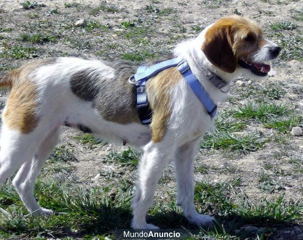 Bimba, X de Beagle, 2,5 años. Buena y cariñosa