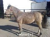 CABALLOS PARA NIÑOS BARATOS