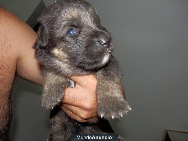 Cachorros de pastor aleman