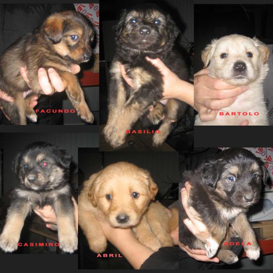 CACHORROS EN ADOPCION