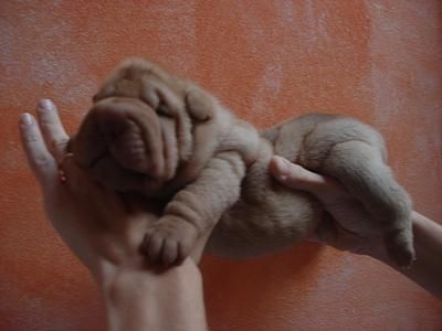 camada de sharpei