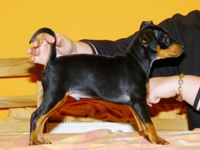 pinscher toy negros