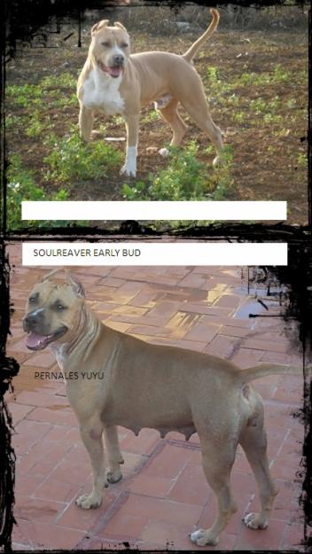 ULTIMO CACHORRO DE AMERICAN STAFFORDSHIRE TERRIER