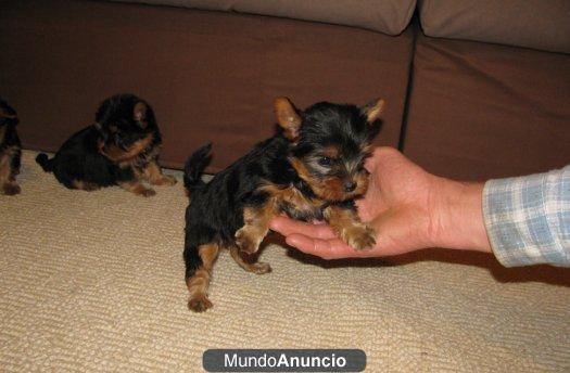 YORKSHIRE TERRIER MINIS MUY BUEN PEDIGREE ( MALLORCA)