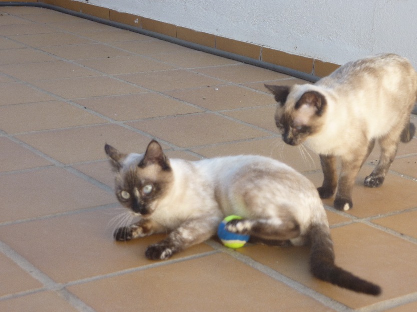 Las gatitas más encantadoras en adopción