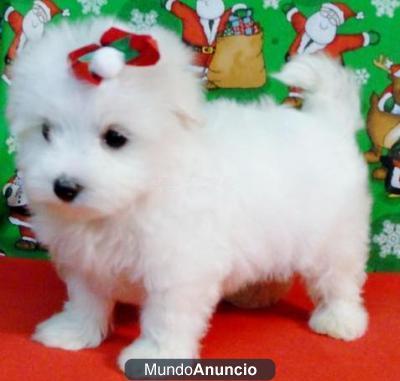 taza de té cachorro maltés