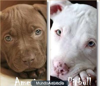 ADOPTO O COMPRO CACHORROS DE AMERCIAN STAFFORD O PITBULL