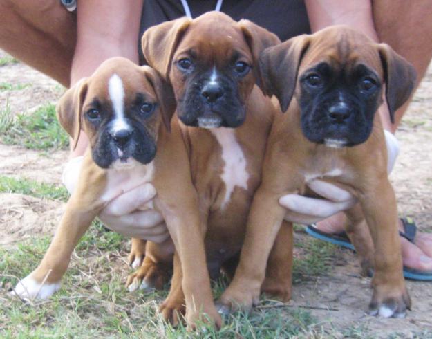 Cachorros Boxer 350€