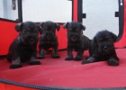 Camada de Schnauzers miniatura sal y pimienta - mejor precio | unprecio.es