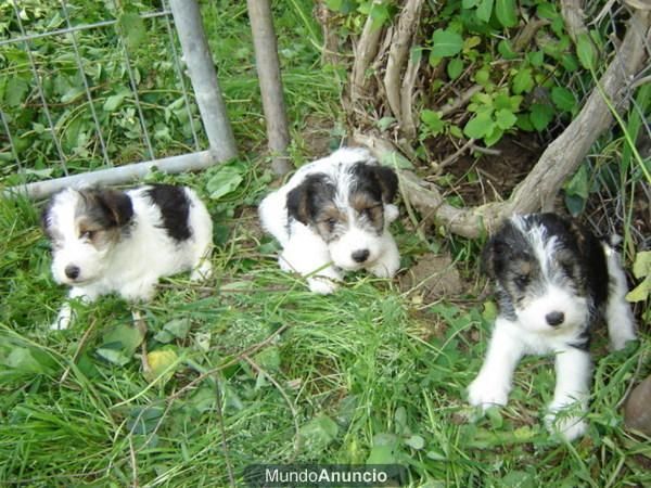 FOX TERRIER A 250 EUROS PEDIGRE OPCIONAL