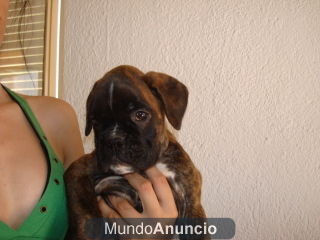 INCREIBLE CACHORRO BOXER 350