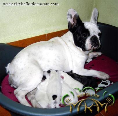 Preciosas camadas de Bulldog Frances y otras razas