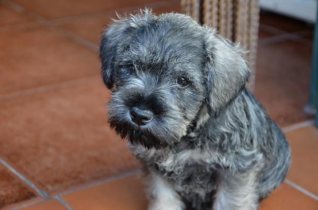 Schnauzer Miniatura , cachorros de dos meses Loe