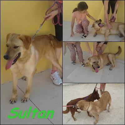 Sultan, cruce de labrador, preciosooo! necesita urgente un hogar!