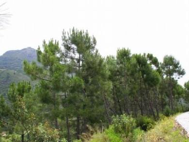 Terreno se vende en Benahavis, Costa del Sol