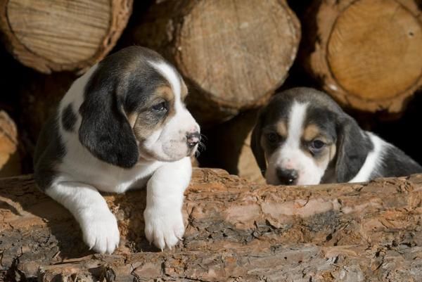 Ultimos cachorritos de beagle