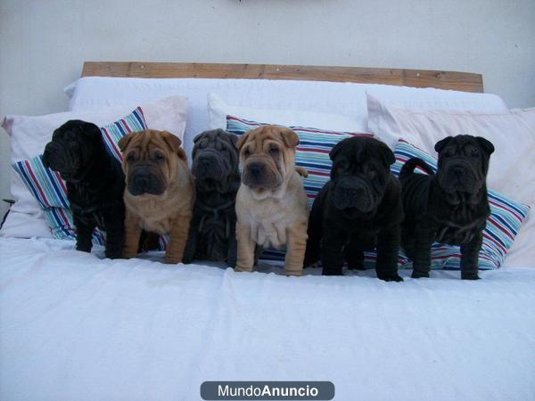 SHAR PEI CON PEDIGRÍ