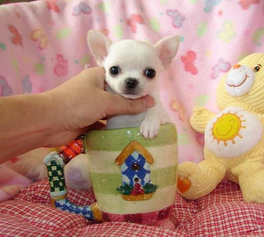 Adopto chihuahua mini toy urgentee!