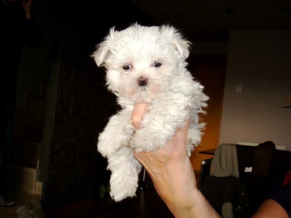 bichon maltes mini ultimo machito