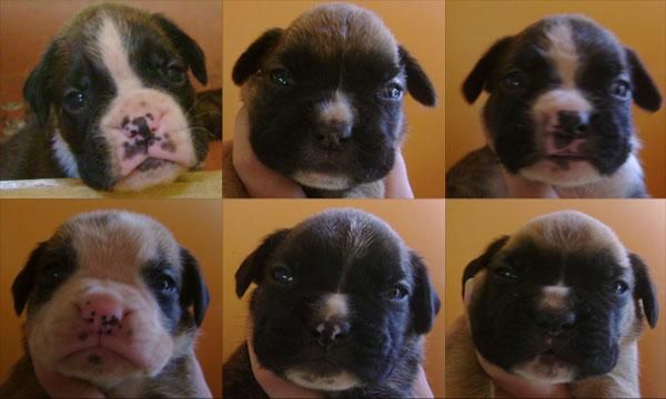 Cachorros de Boxer