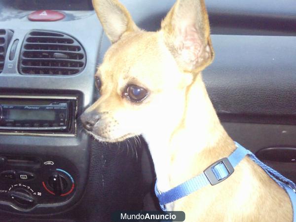 estoy buscando novia chihuahua