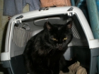 Nena, gata negra preciosa, ya ha sufrido mucho y busca un buen hogar - mejor precio | unprecio.es