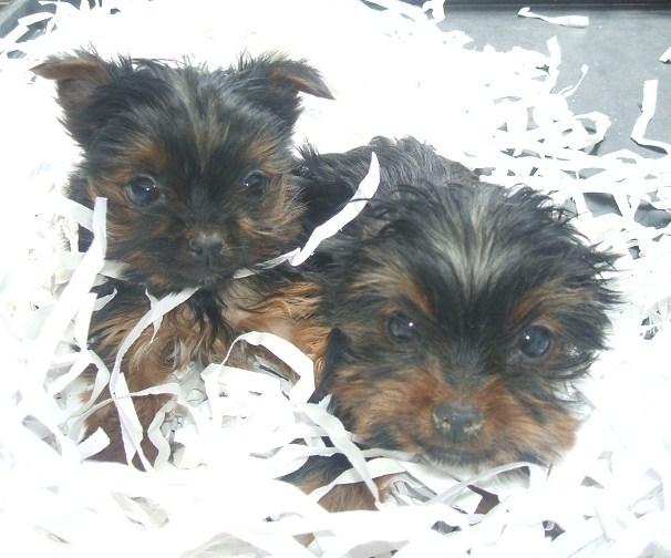 preciosos cachorros de yorkshire terrier  super mini