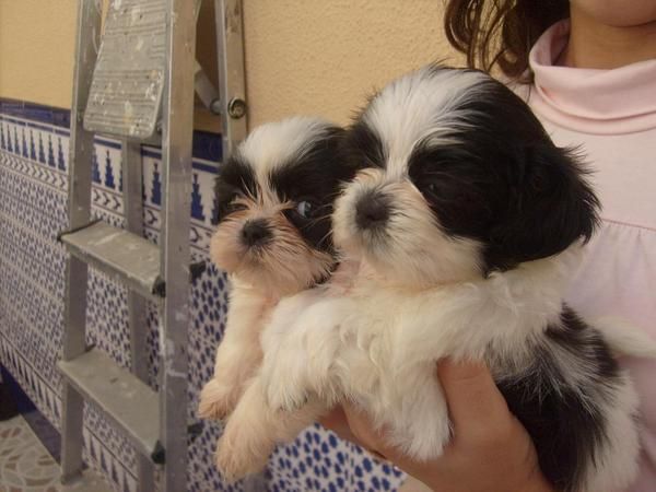 preciosos shih tzu con pedigree  350