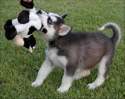 Siberian husky cachorro.