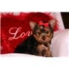 Trey (Tiny Yorkie) Be My Valentine