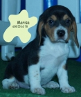 Beagle,formidables y baratos cachorros - mejor precio | unprecio.es