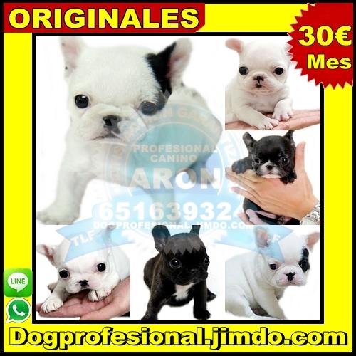 cachorros de bulldog frances perros tienda madrid