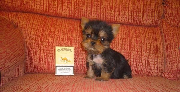 Lindo yorkshire terrier mini Cachorros con pedigree