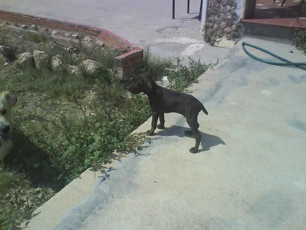 se vende cachorro braco aleman 100 euros valencia urge