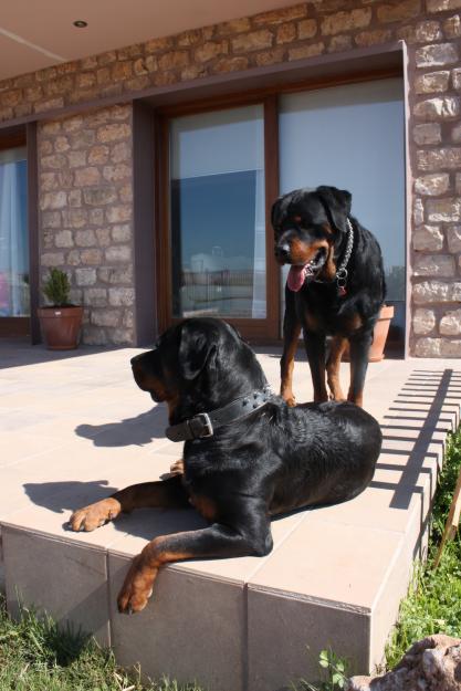 4 Cachorros marcho de Rottweiler 150€ cada uno