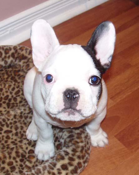 Cachorritos de Bulldog Frances.