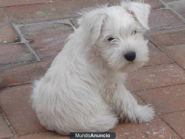 Excelentes Cachorros de Schnauzer Miniatura Blancos