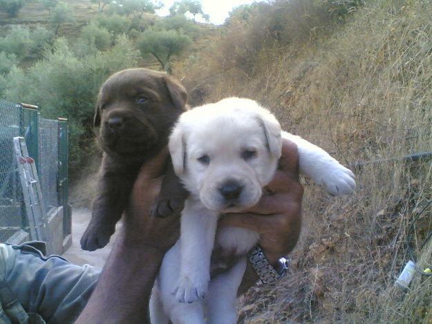 LABRADORES CHOCOLATE, DORADOS Y NEGROS CON PEDIGREE