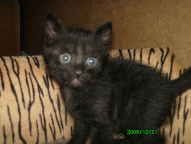 REGALO GATITO NEGRO Y GATITA BLANCA Y NEGRA DE 6 SEMANAS, PALOMEQUE