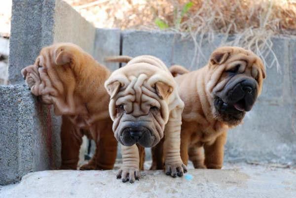 Shar-pei, excelentes cachorros de dos meses