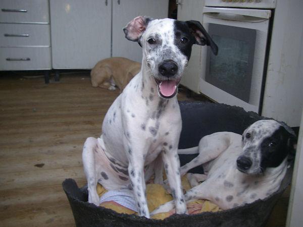 TOM Y JERRY, CACHORROS CRUCE DE DALMATA