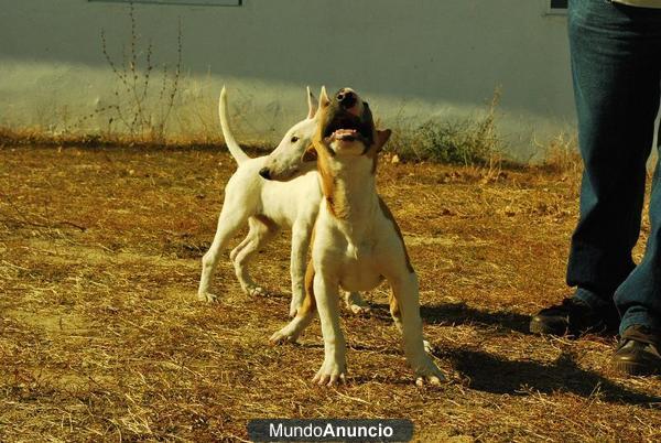 bull terrier, camadita de primera calidad