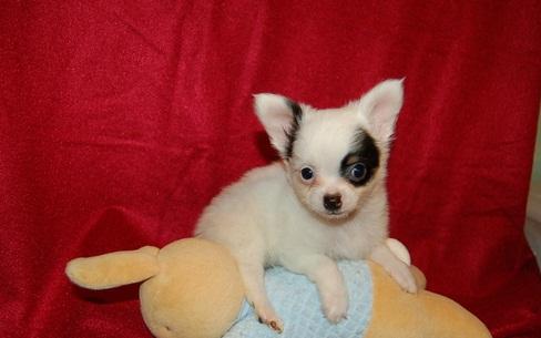 chihuahua de pelo largo blanco y negro cachorro