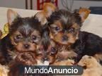 Elegante yorkie cachorros para navidad