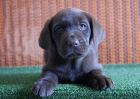 Labrador color chocolate con pedigree LOE - mejor precio | unprecio.es